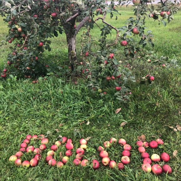 Meet your Posher, Boloe - Picture 1 of 1